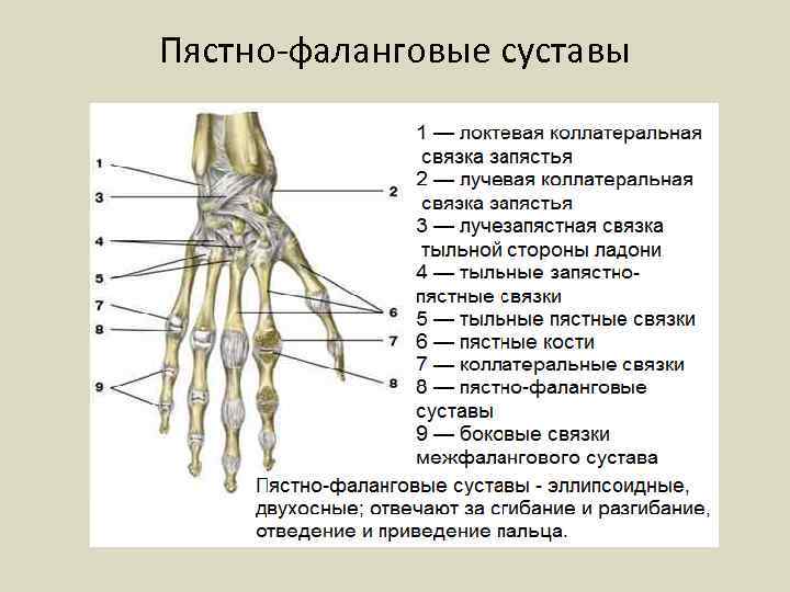 Пястно-фаланговые суставы 