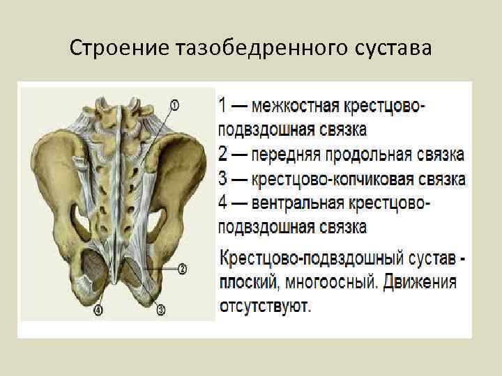 Строение тазобедренного сустава 