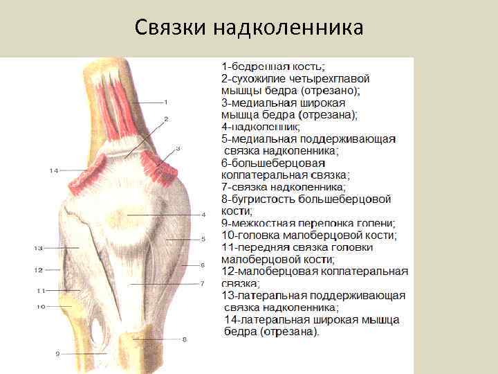 Связки надколенника 