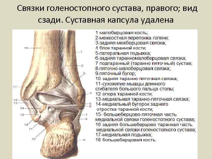Связки голеностопного сустава, правого; вид сзади. Суставная капсула удалена 