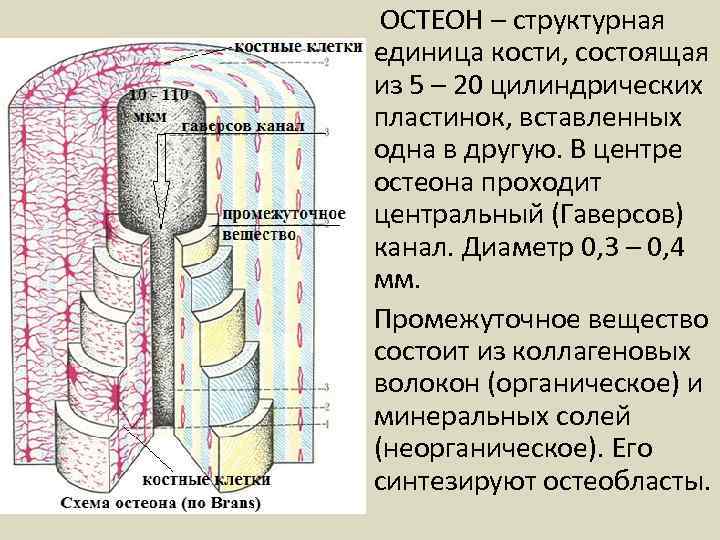 ОСТЕОН – структурная единица кости, состоящая из 5 – 20 цилиндрических пластинок, вставленных одна