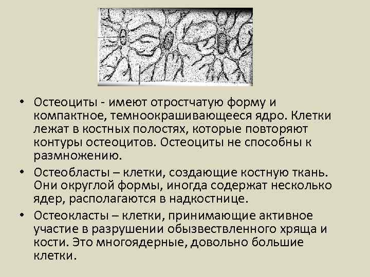  • Остеоциты - имеют отростчатую форму и компактное, темноокрашивающееся ядро. Клетки лежат в