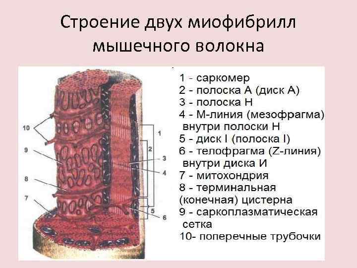 Строение двух миофибрилл мышечного волокна 