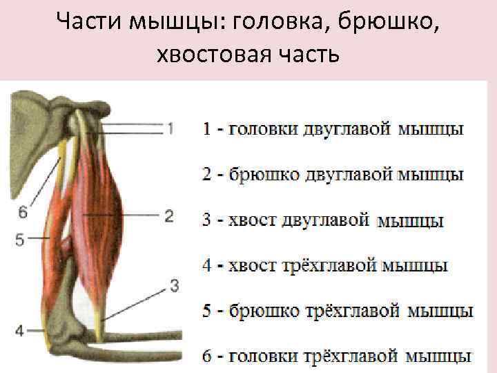 Части мышцы: головка, брюшко, хвостовая часть 