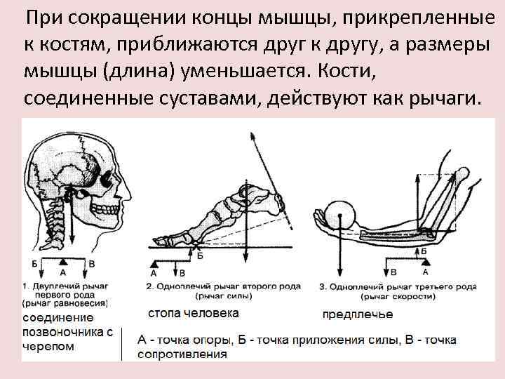 При сокращении концы мышцы, прикрепленные к костям, приближаются друг к другу, а размеры мышцы