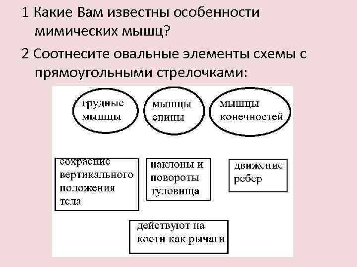 1 Какие Вам известны особенности мимических мышц? 2 Соотнесите овальные элементы схемы с прямоугольными