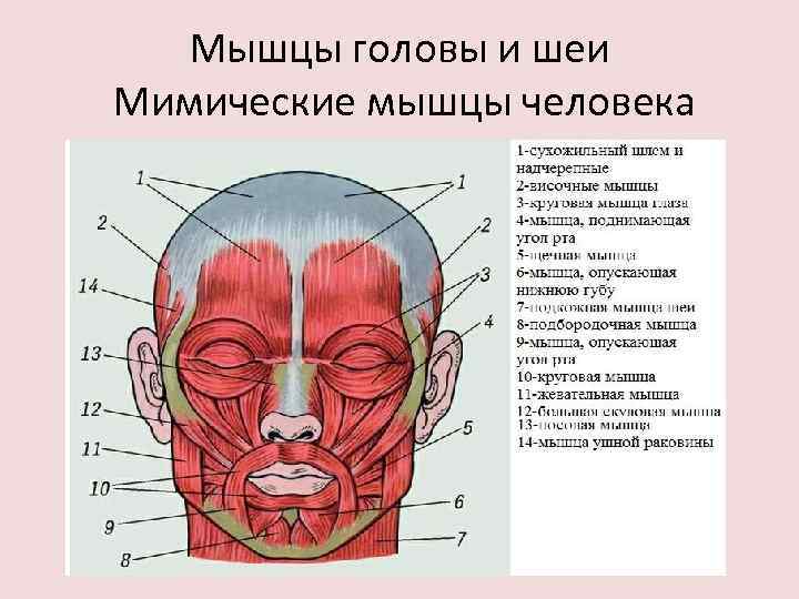 Мышцы головы и шеи Мимические мышцы человека 