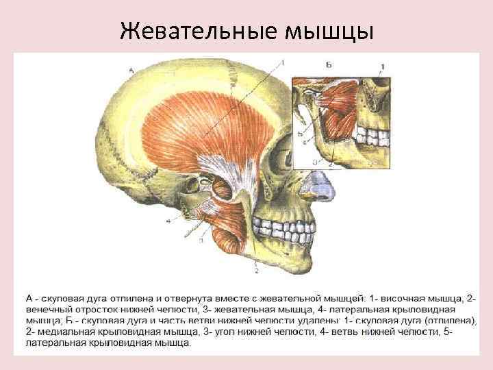 Жевательные мышцы 