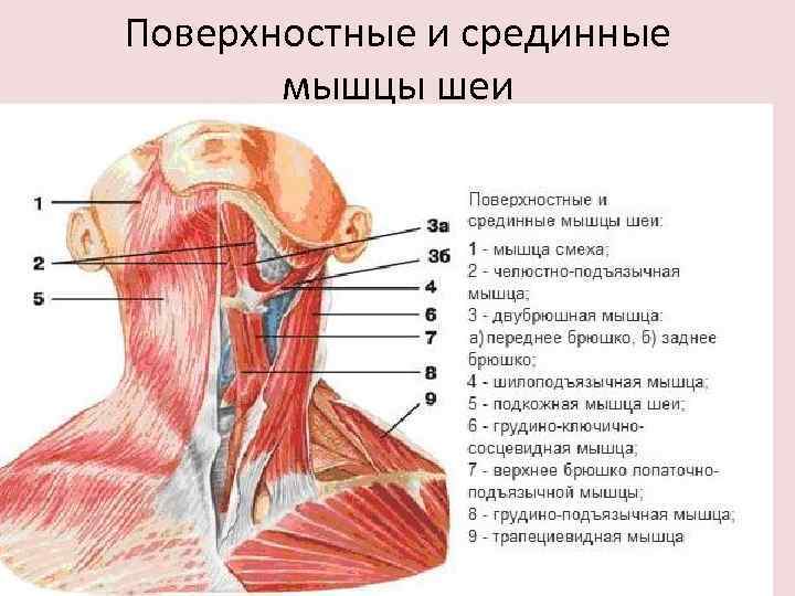 Поверхностные и срединные мышцы шеи 