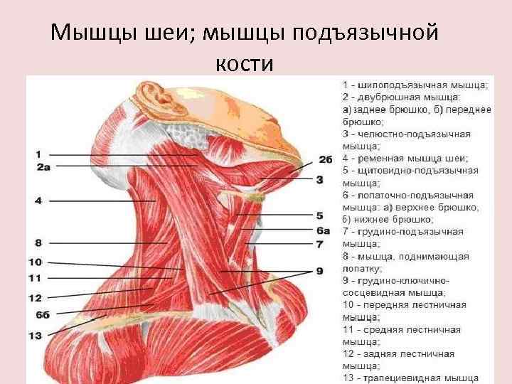 Мышцы шеи; мышцы подъязычной кости 