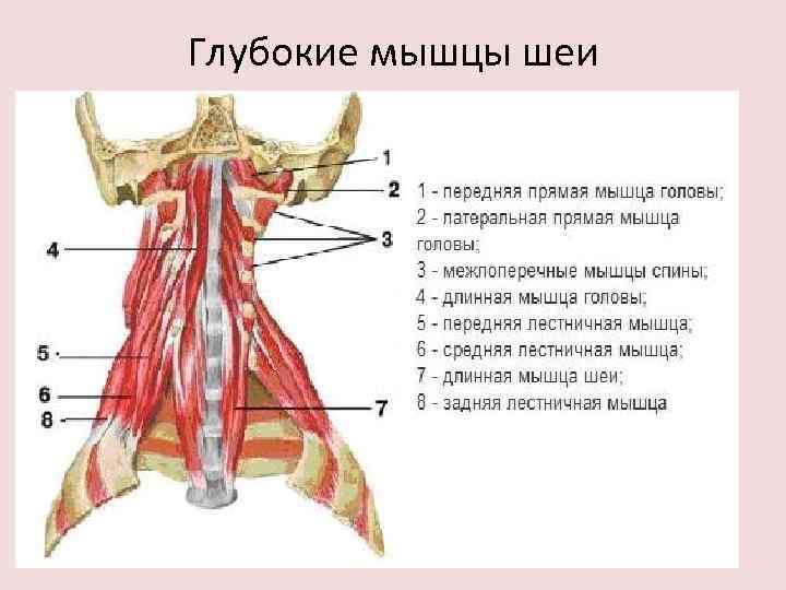 Глубокие мышцы шеи 