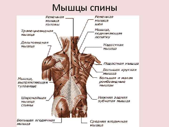 Мышцы спины 