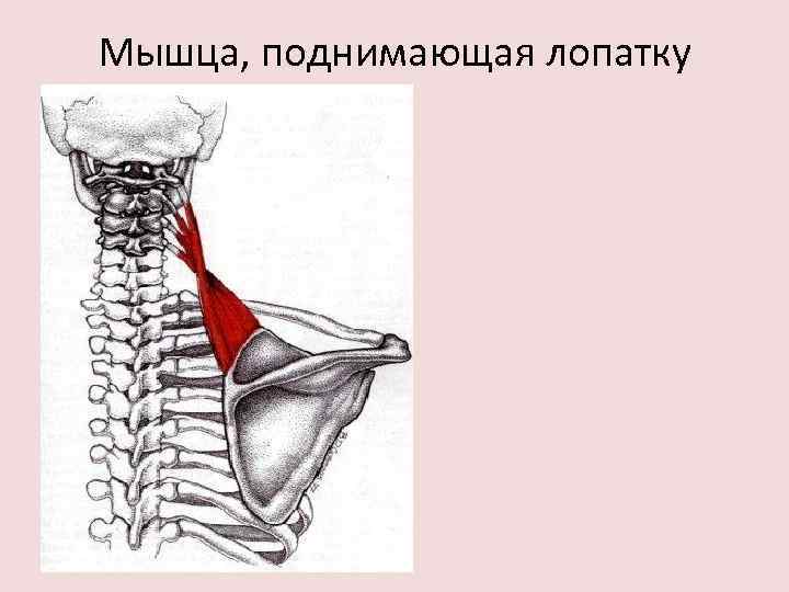 Мышца, поднимающая лопатку 