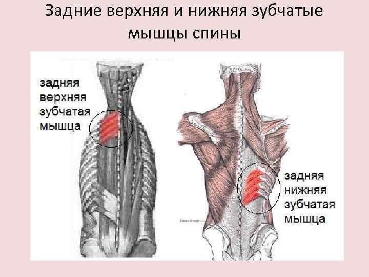 Задние верхняя и нижняя зубчатые мышцы спины 