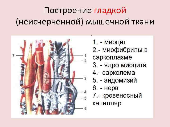 Построение гладкой (неисчерченной) мышечной ткани 