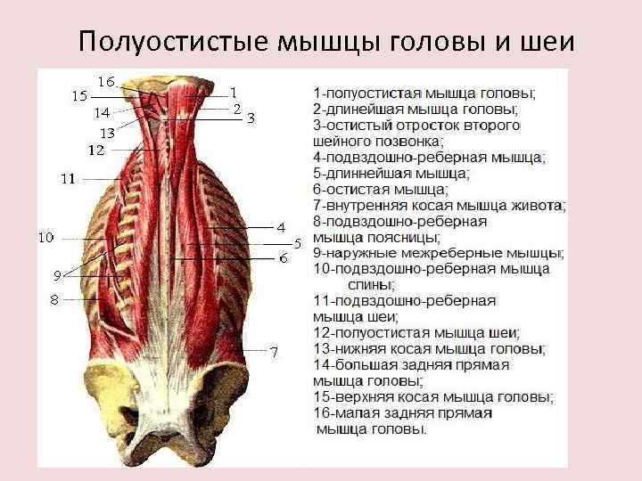 Полуостистые мышцы головы и шеи 