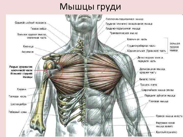 Мышцы груди 