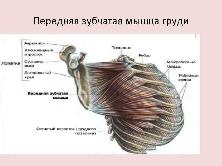 Передняя зубчатая мышца груди 