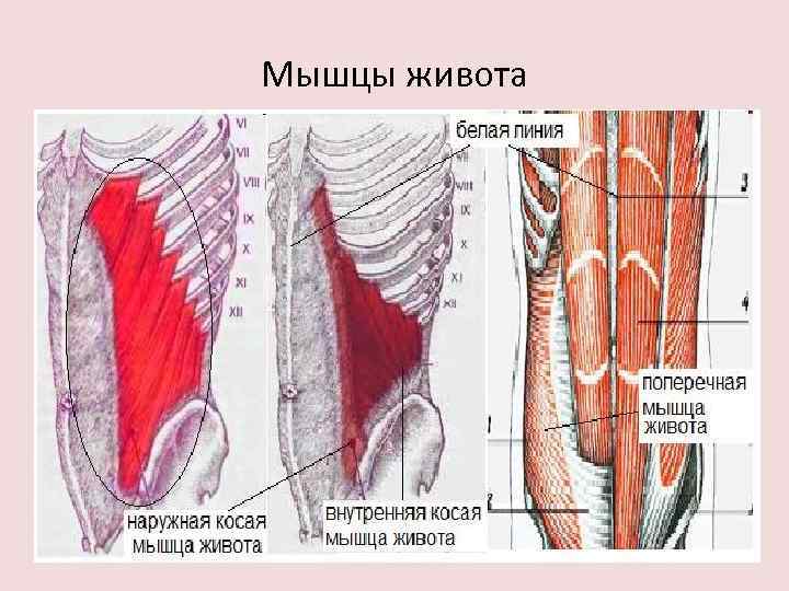 Мышцы живота 