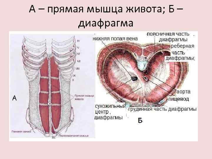 А – прямая мышца живота; Б – диафрагма 