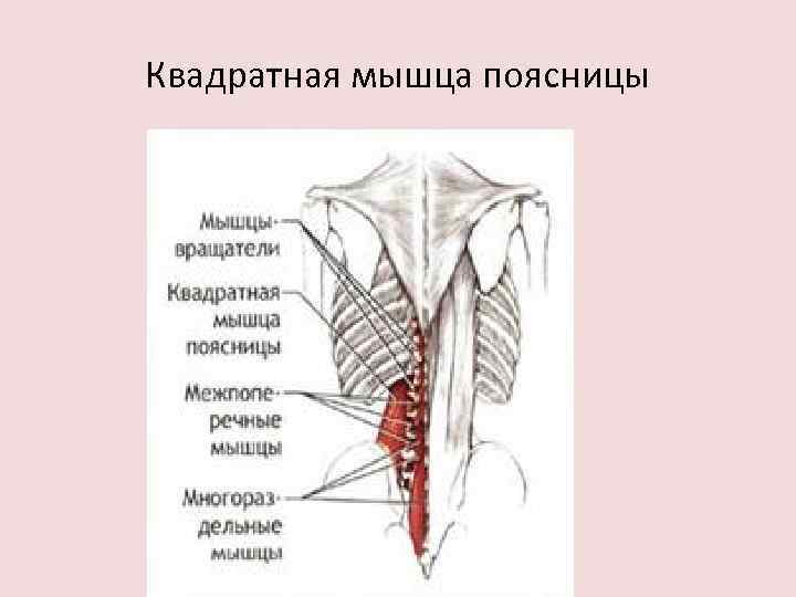 Квадратная мышца поясницы 