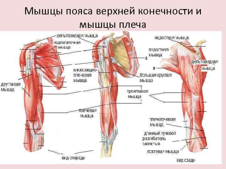 Мышцы пояса верхней конечности и мышцы плеча 