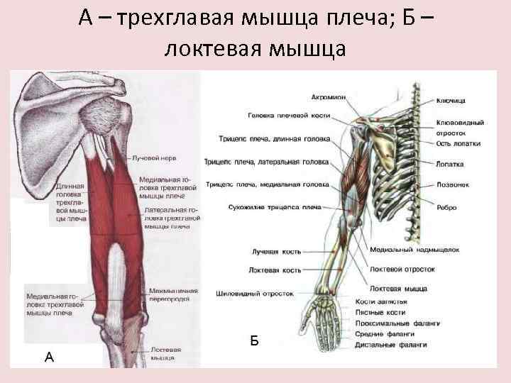 А – трехглавая мышца плеча; Б – локтевая мышца 