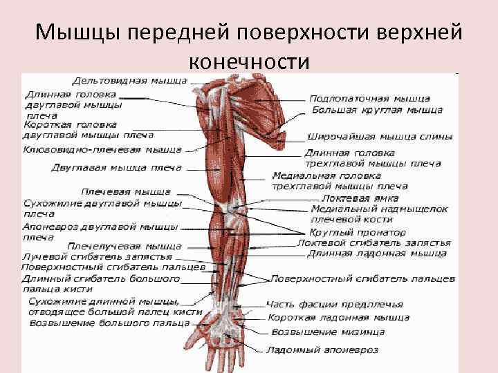 Мышцы передней поверхности верхней конечности 