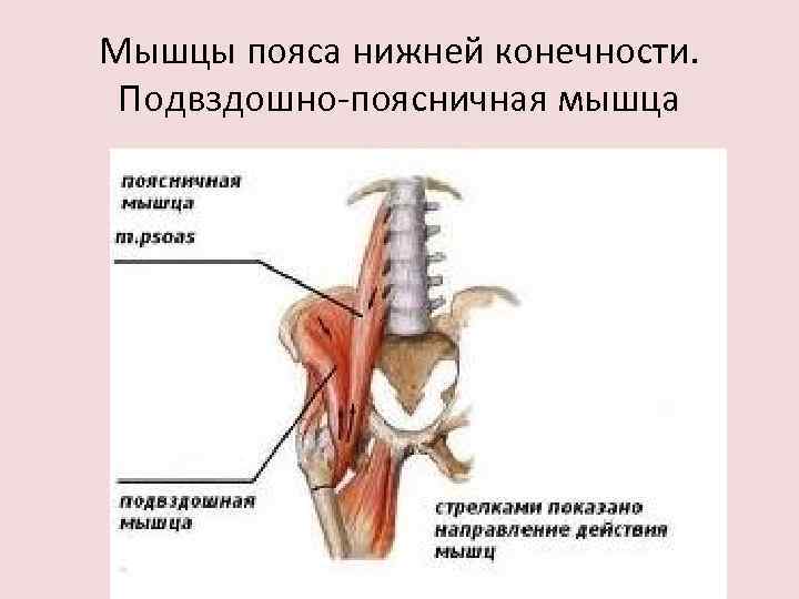 Мышцы пояса нижней конечности. Подвздошно-поясничная мышца 