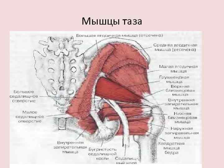 Мышцы таза 