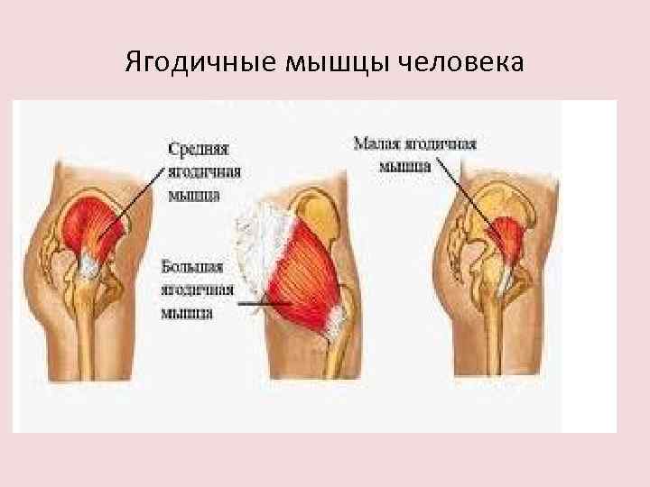 Ягодичные мышцы человека 