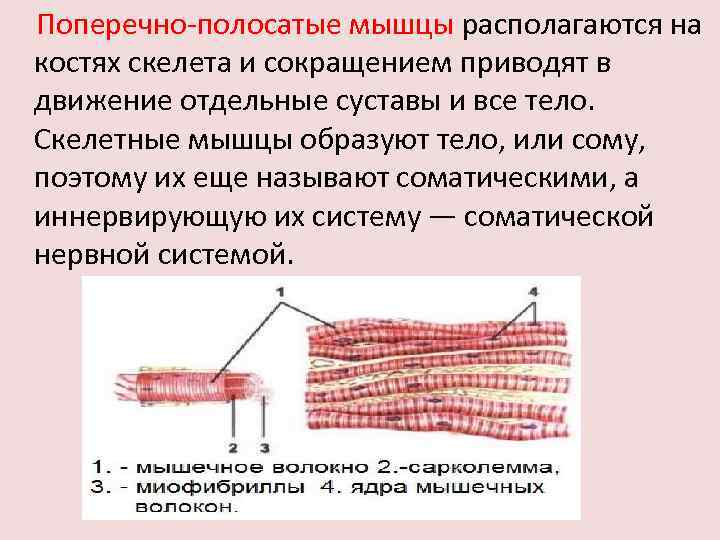 Поперечно-полосатые мышцы располагаются на костях скелета и сокращением приводят в движение отдельные суставы и