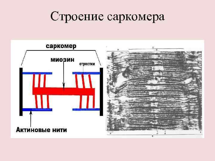 Строение саркомера 