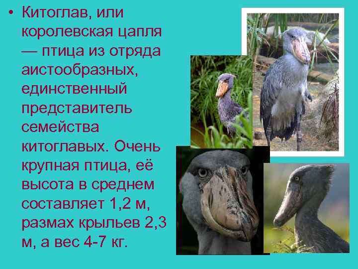  • Китоглав, или королевская цапля — птица из отряда аистообразных, единственный представитель семейства