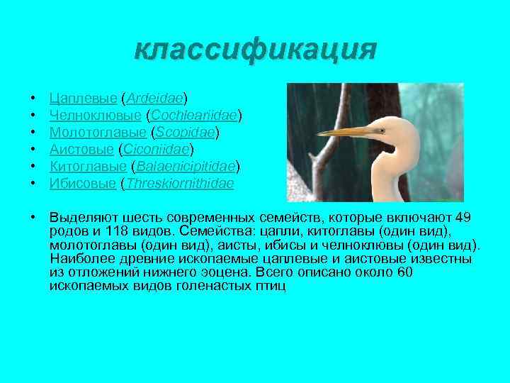 классификация • • • Цаплевые (Ardeidae) Челноклювые (Cochleariidae) Молотоглавые (Scopidae) Аистовые (Ciconiidae) Китоглавые (Balaenicipitidae)