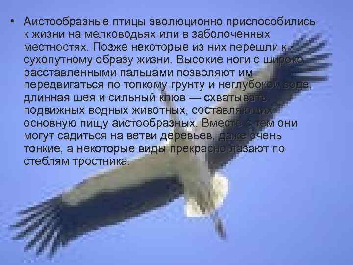  • Аистообразные птицы эволюционно приспособились к жизни на мелководьях или в заболоченных местностях.