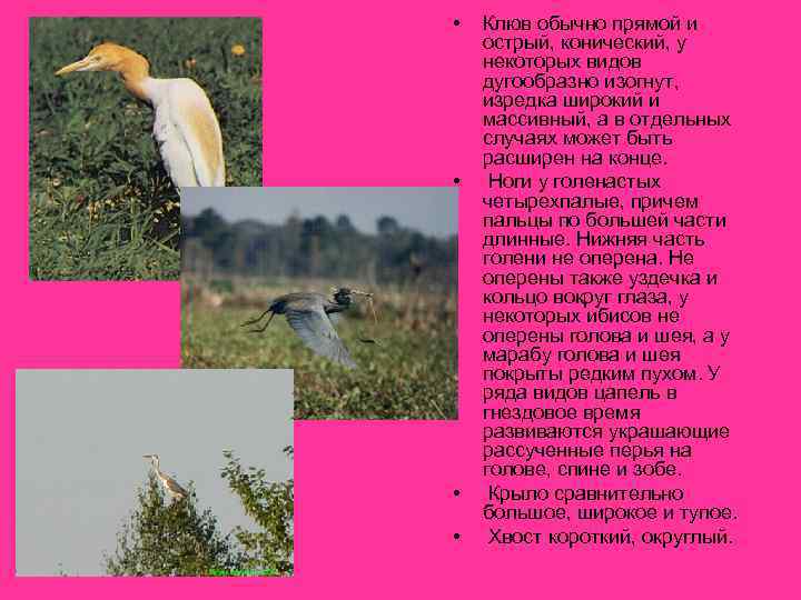  • • Клюв обычно прямой и острый, конический, у некоторых видов дугообразно изогнут,