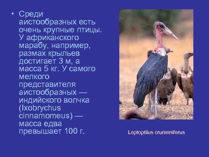  • Среди аистообразных есть очень крупные птицы. У африканского марабу, например, размах крыльев