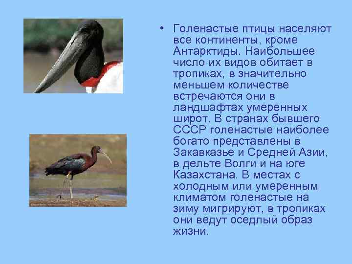  • Голенастые птицы населяют все континенты, кроме Антарктиды. Наибольшее число их видов обитает