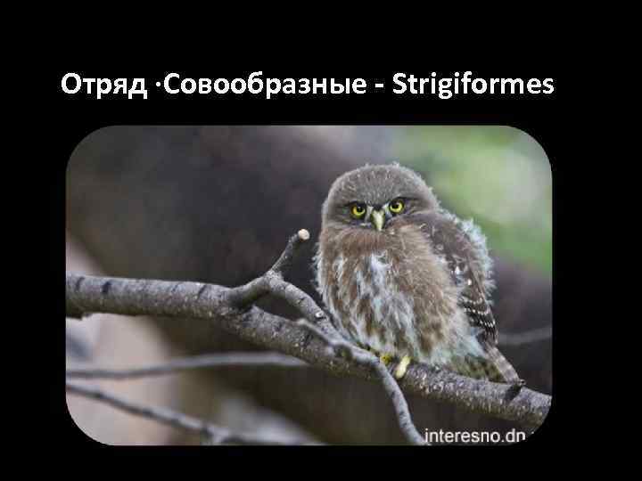 Отряд ·Совообразные - Strigiformes 