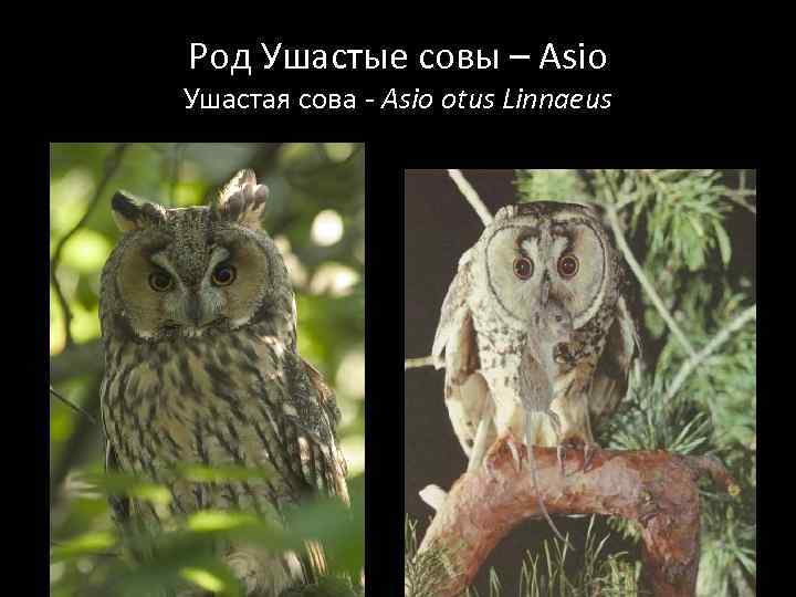 Род Ушастые совы – Asio Ушастая сова - Asio otus Linnaeus 