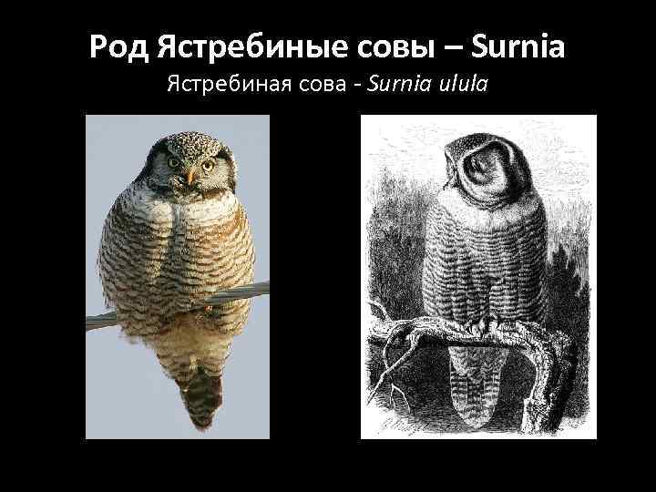 Род Ястребиные совы – Surnia Ястребиная сова - Surnia ulula 