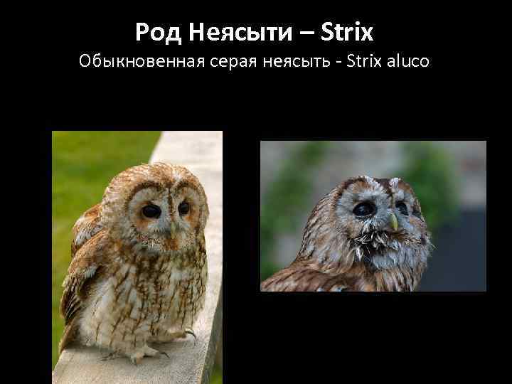 Род Неясыти – Strix Обыкновенная серая неясыть - Strix aluco Linnaeus 