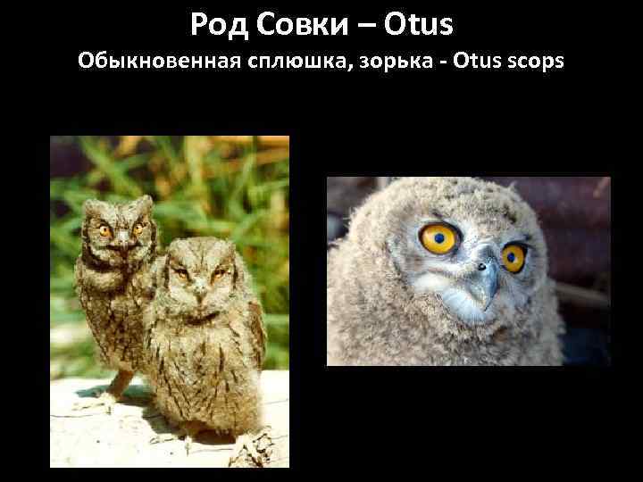 Род Совки – Otus Обыкновенная сплюшка, зорька - Otus scops 