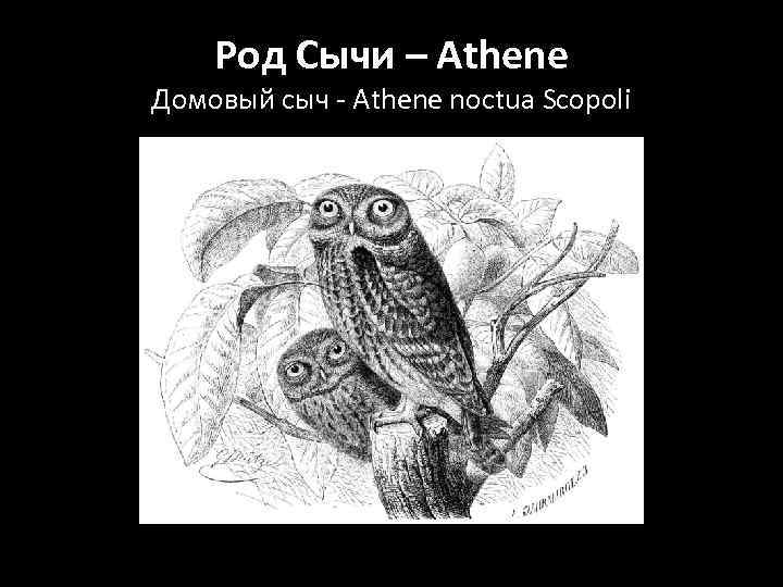 Род Сычи – Athene Домовый сыч - Athene noctua Scopoli 