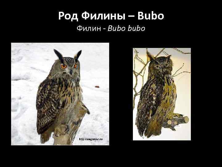 Род Филины – Bubo Филин - Bubo bubo 