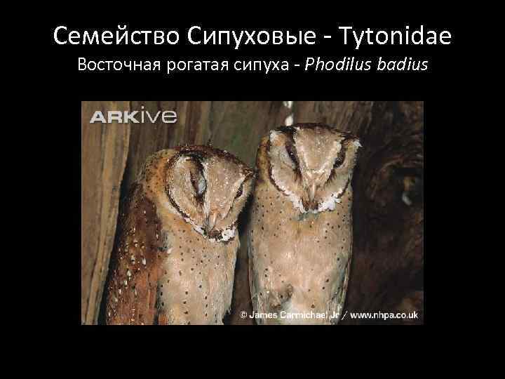 Семейство Сипуховые - Tytonidae Восточная рогатая сипуха - Phodilus badius 