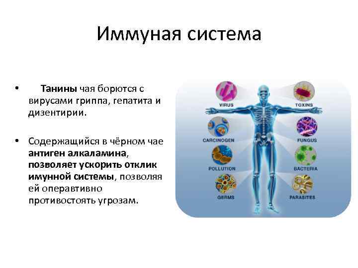 Иммуная система • Танины чая борются с вирусами гриппа, гепатита и дизентирии. • Содержащийся