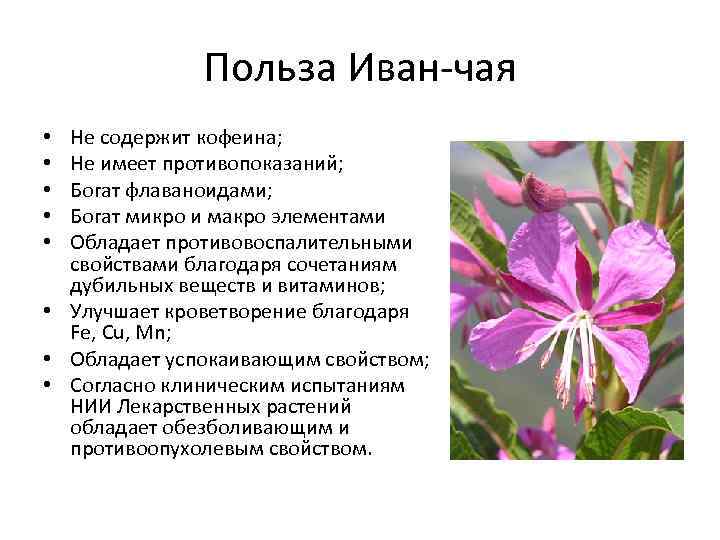 Польза Иван-чая Не содержит кофеина; Не имеет противопоказаний; Богат флаваноидами; Богат микро и макро