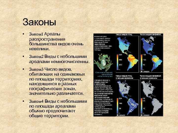 Законы • Закон 1 Ареалы распространения большинства видов очень невелики. • Закон 2 Виды